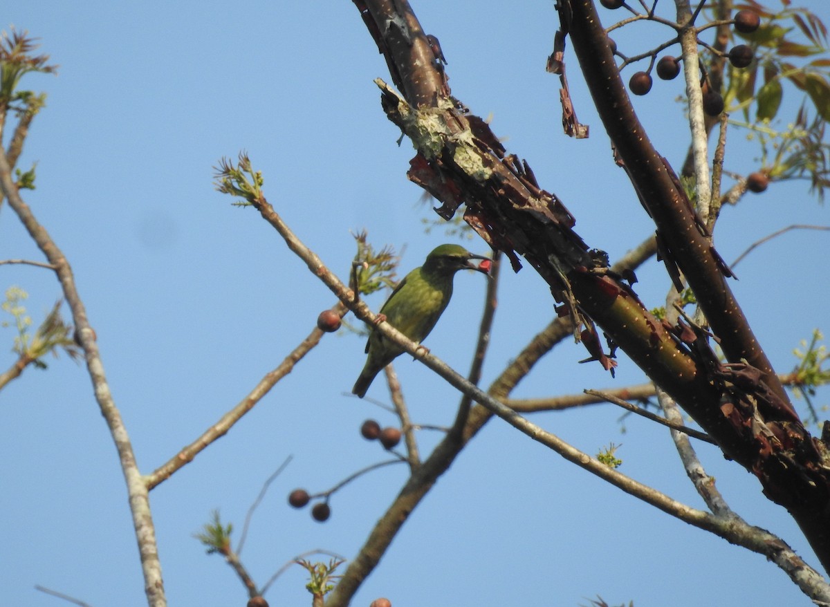 Red-legged Honeycreeper - ML159133881