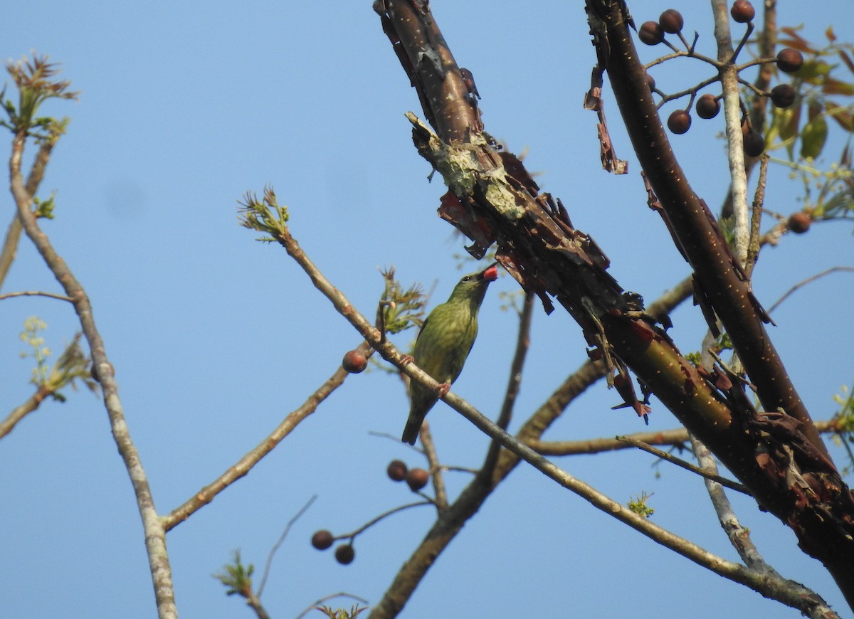 Red-legged Honeycreeper - Rudy Botzoc @ChileroBirding