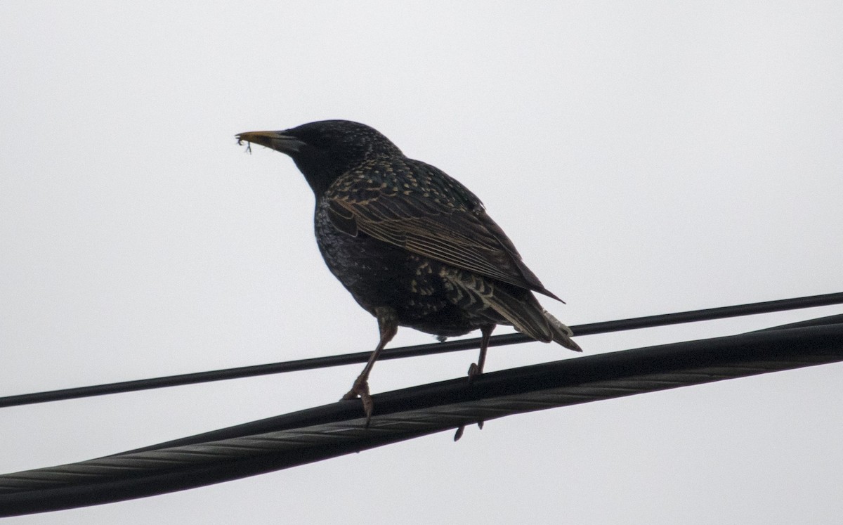 European Starling - ML159134411