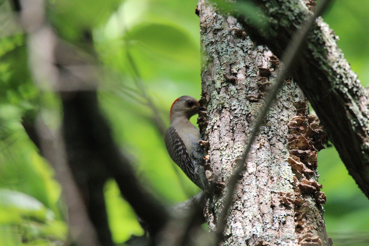 Red-bellied Woodpecker - Cliff VanNostrand