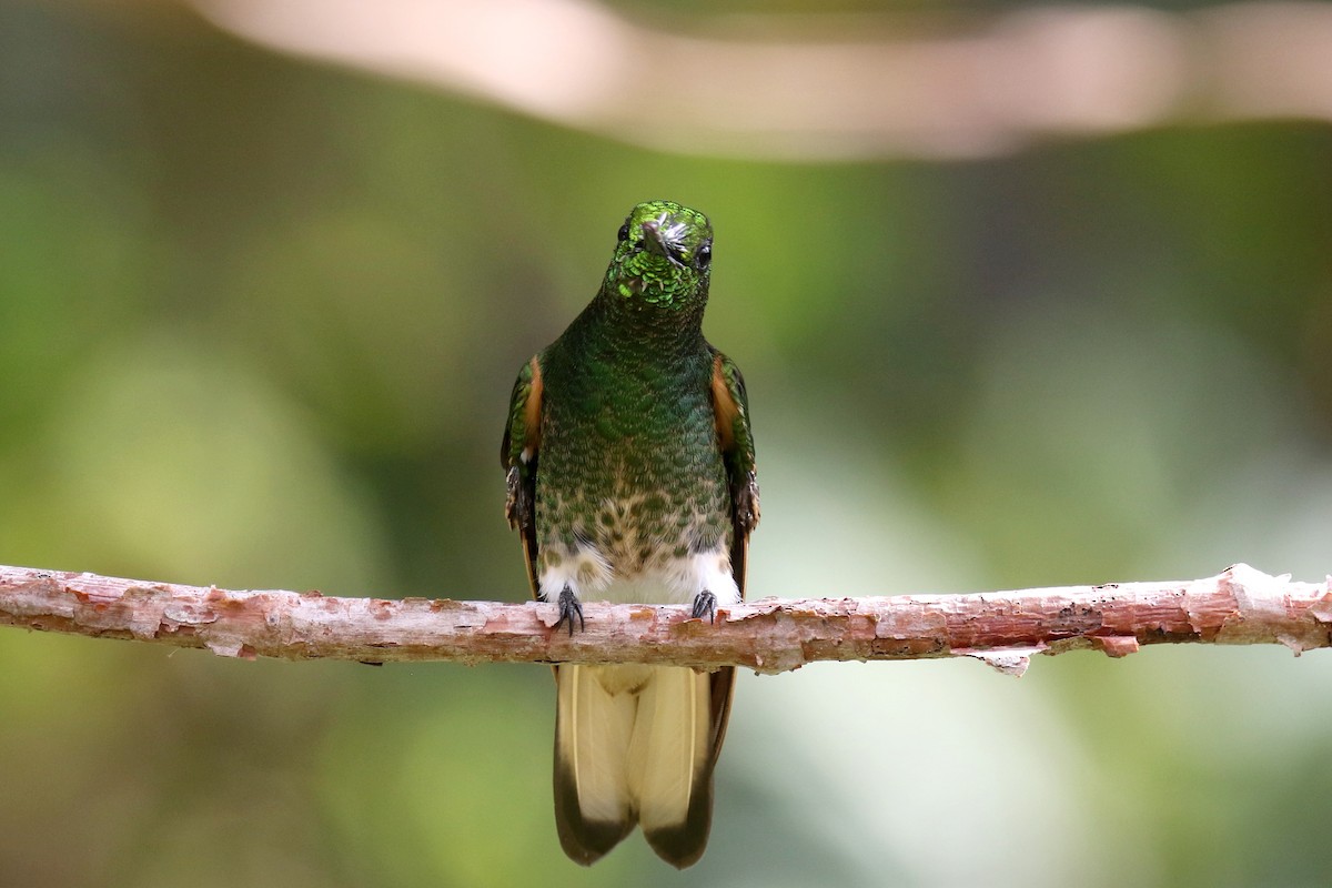 Buff-tailed Coronet - Stephen Gast