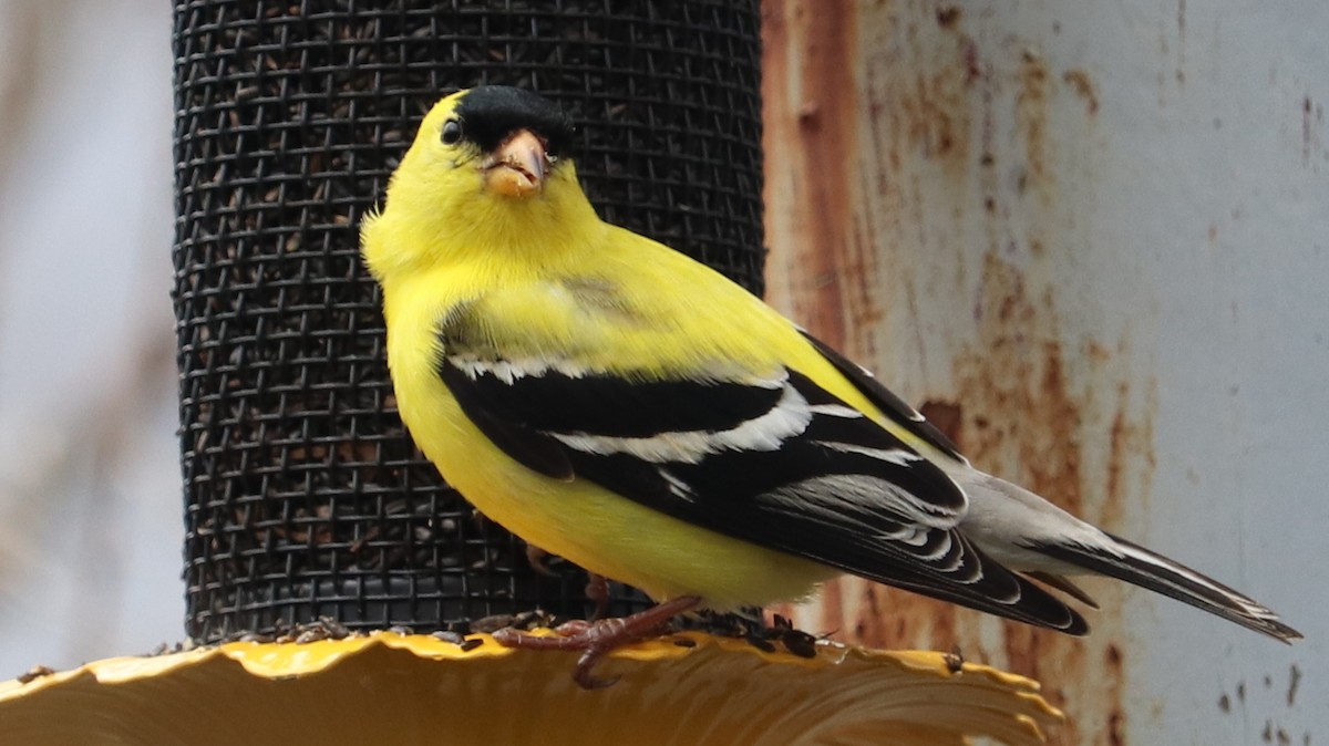 American Goldfinch - ML159134841