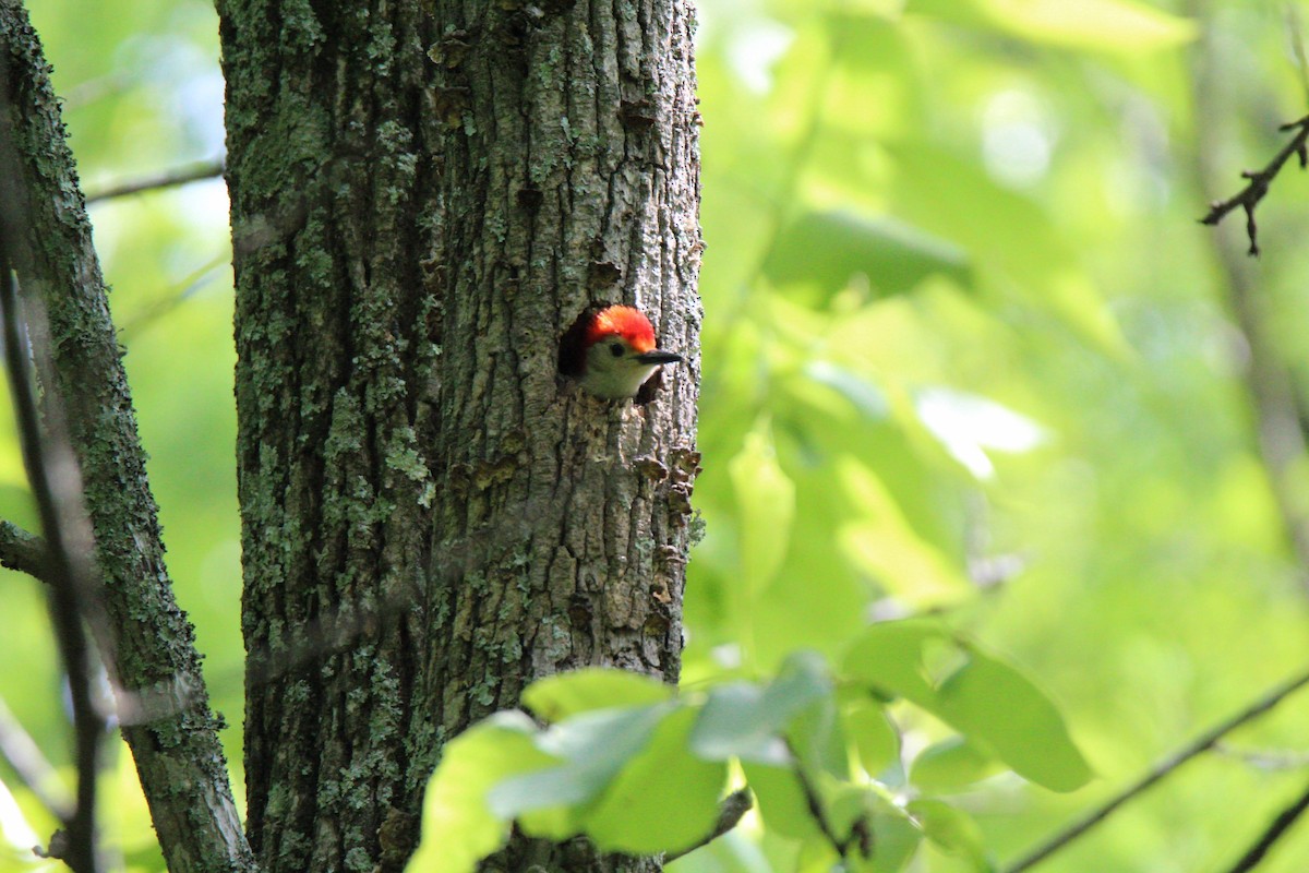 Red-bellied Woodpecker - Cliff VanNostrand