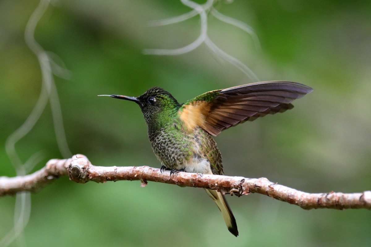 Buff-tailed Coronet - Stephen Gast