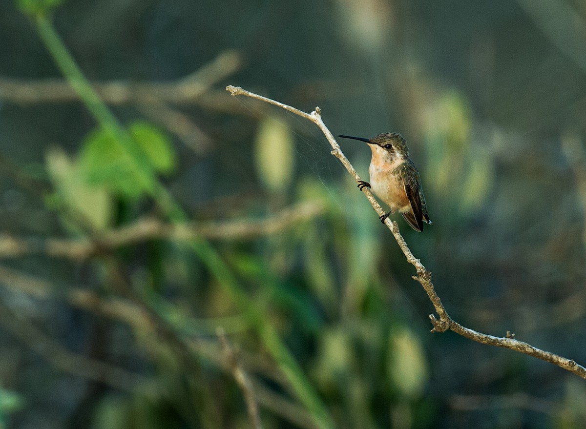 Short-tailed Woodstar - Nick Athanas