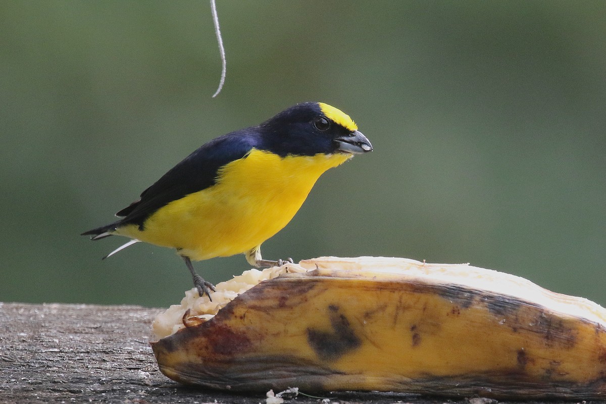 Thick-billed Euphonia - ML159137231