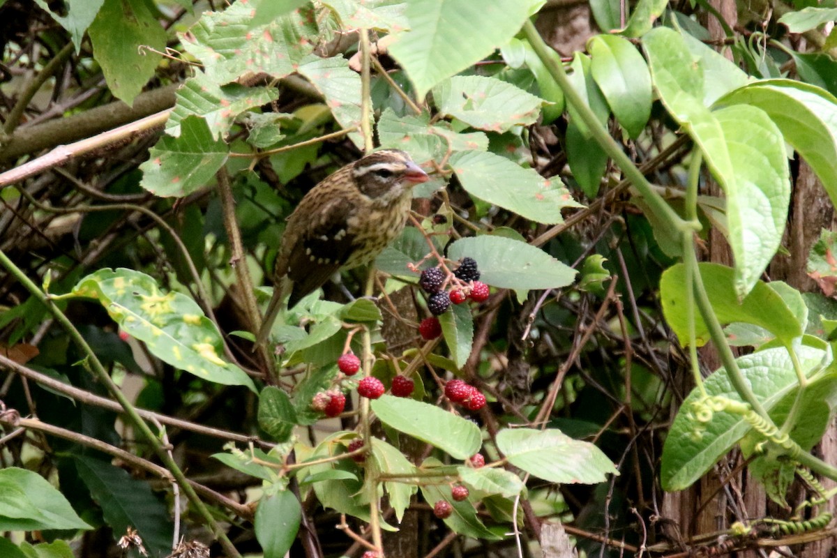 Rose-breasted Grosbeak - ML159137711