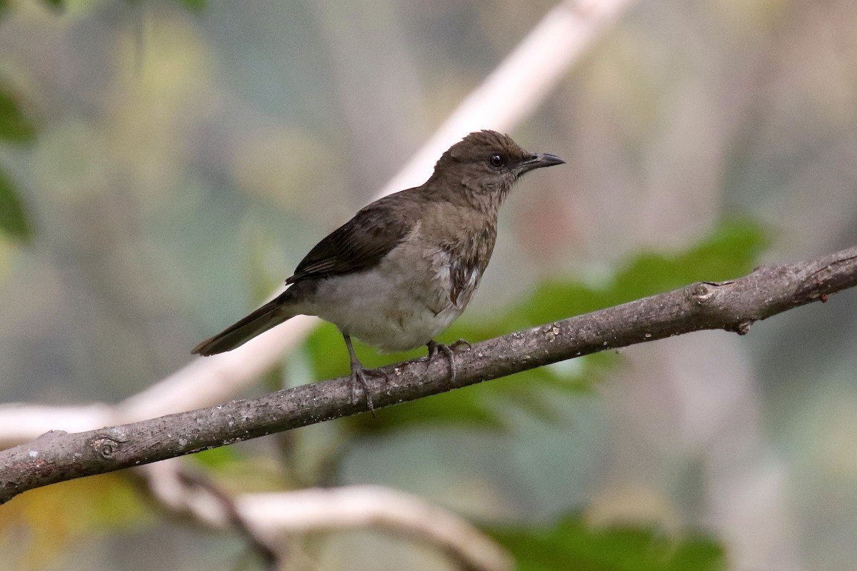 Black-billed Thrush - ML159138511