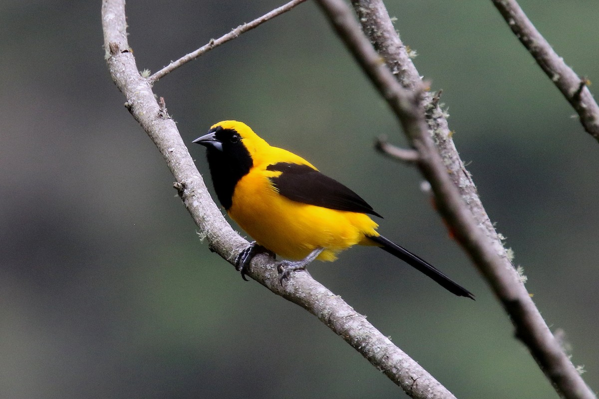 Yellow-backed Oriole - ML159139201