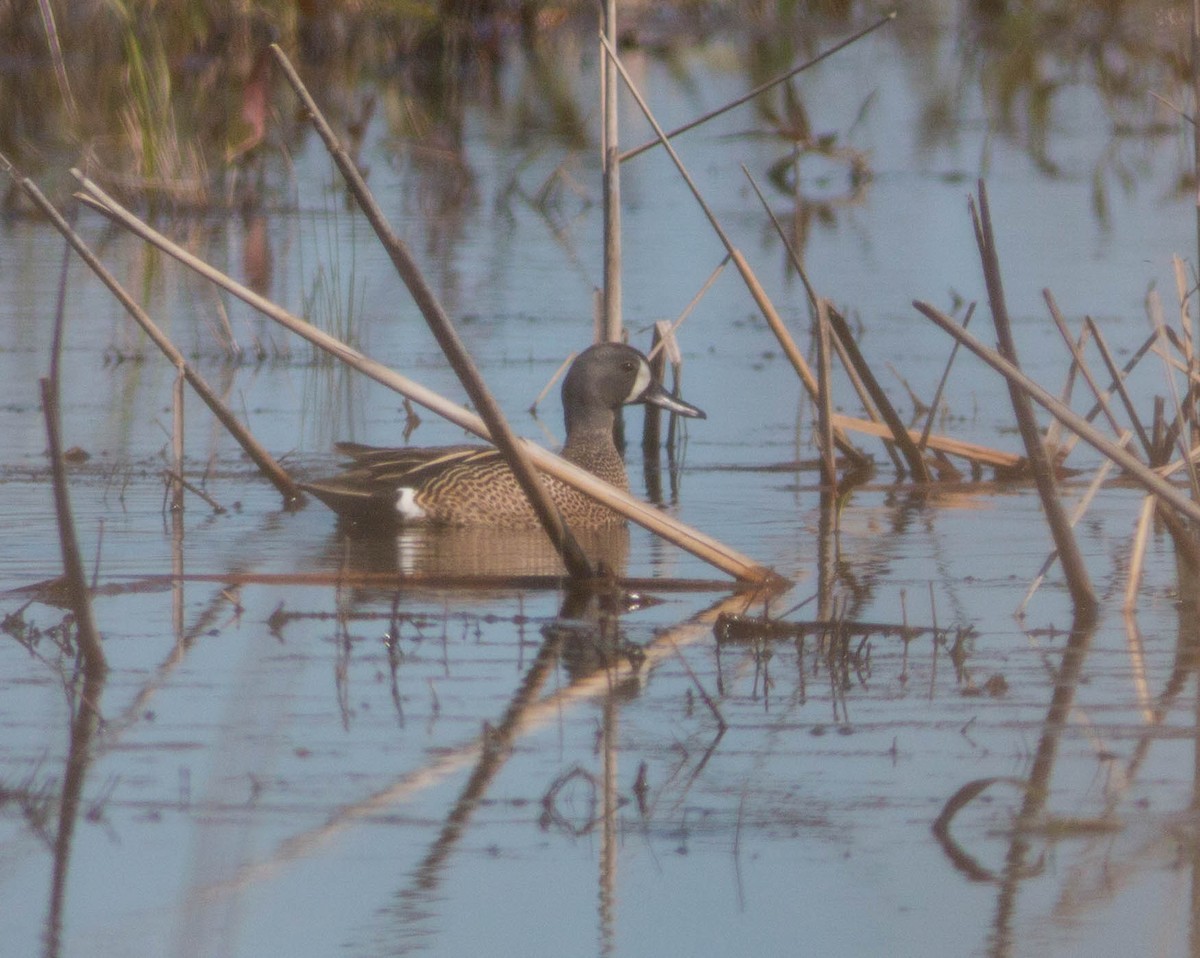 Blue-winged Teal - ML159139861