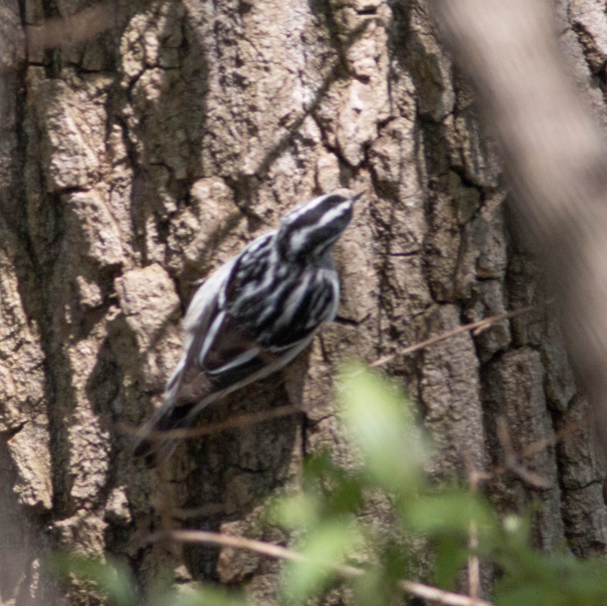 Black-and-white Warbler - Liz Shlapack