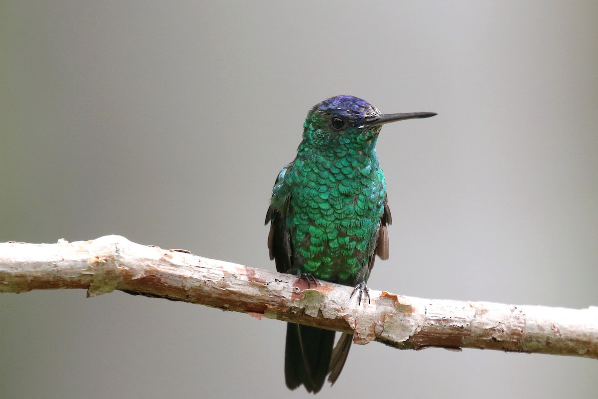 Indigo-capped Hummingbird - ML159141421