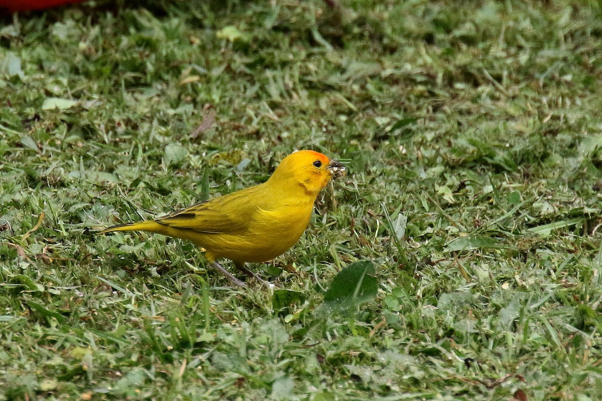 Saffron Finch - ML159141991