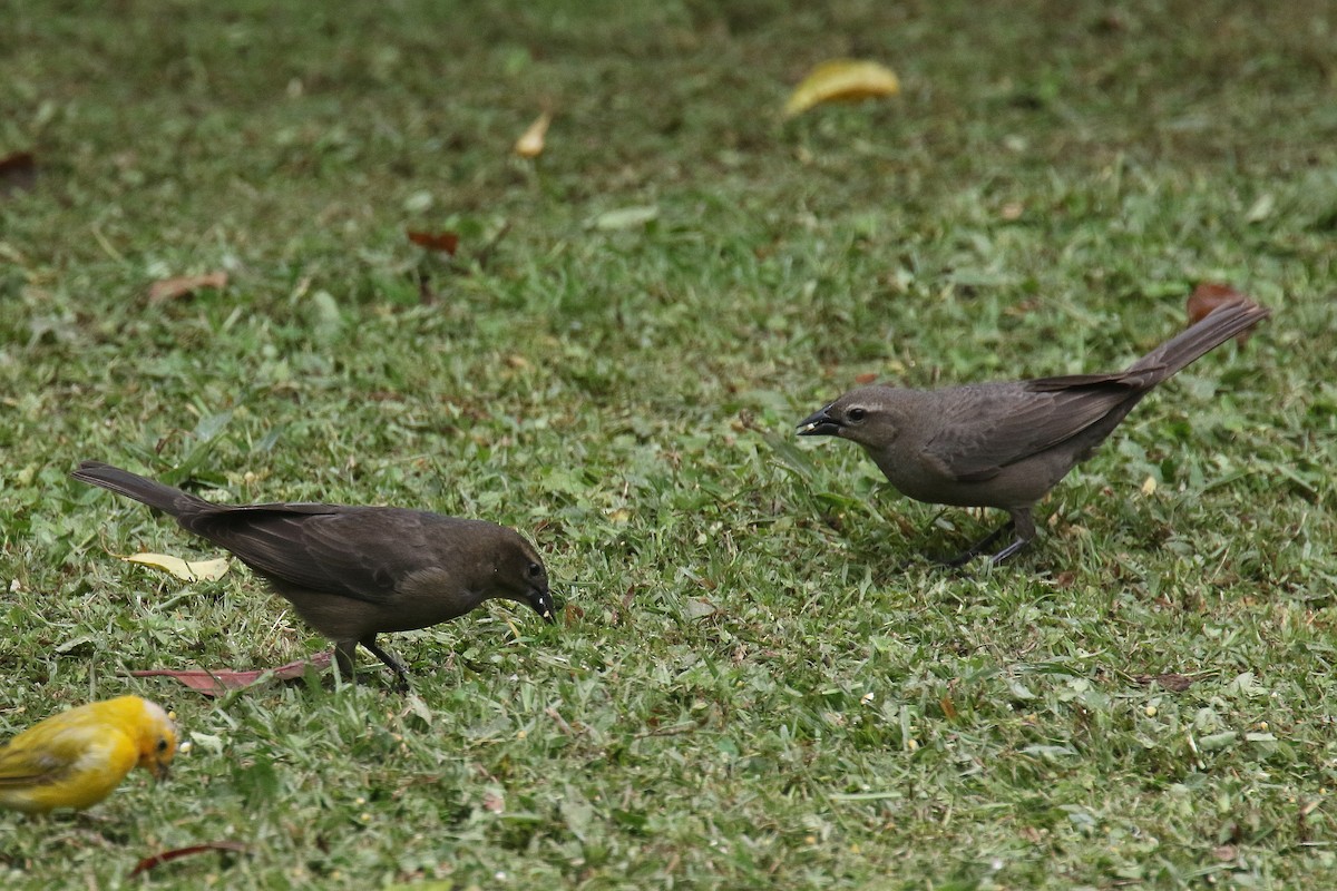 Shiny Cowbird - ML159142201