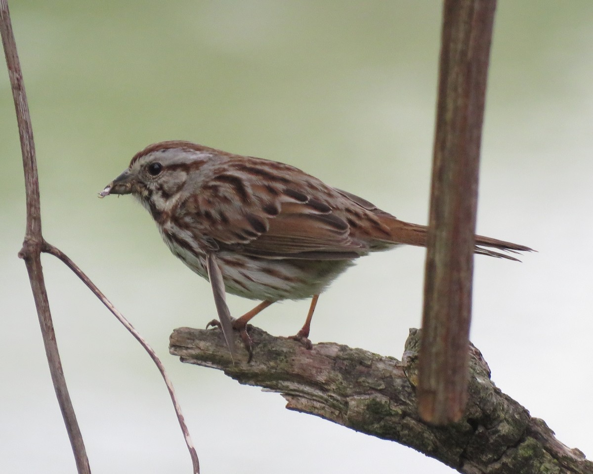 Song Sparrow - Patricia and Richard Williams