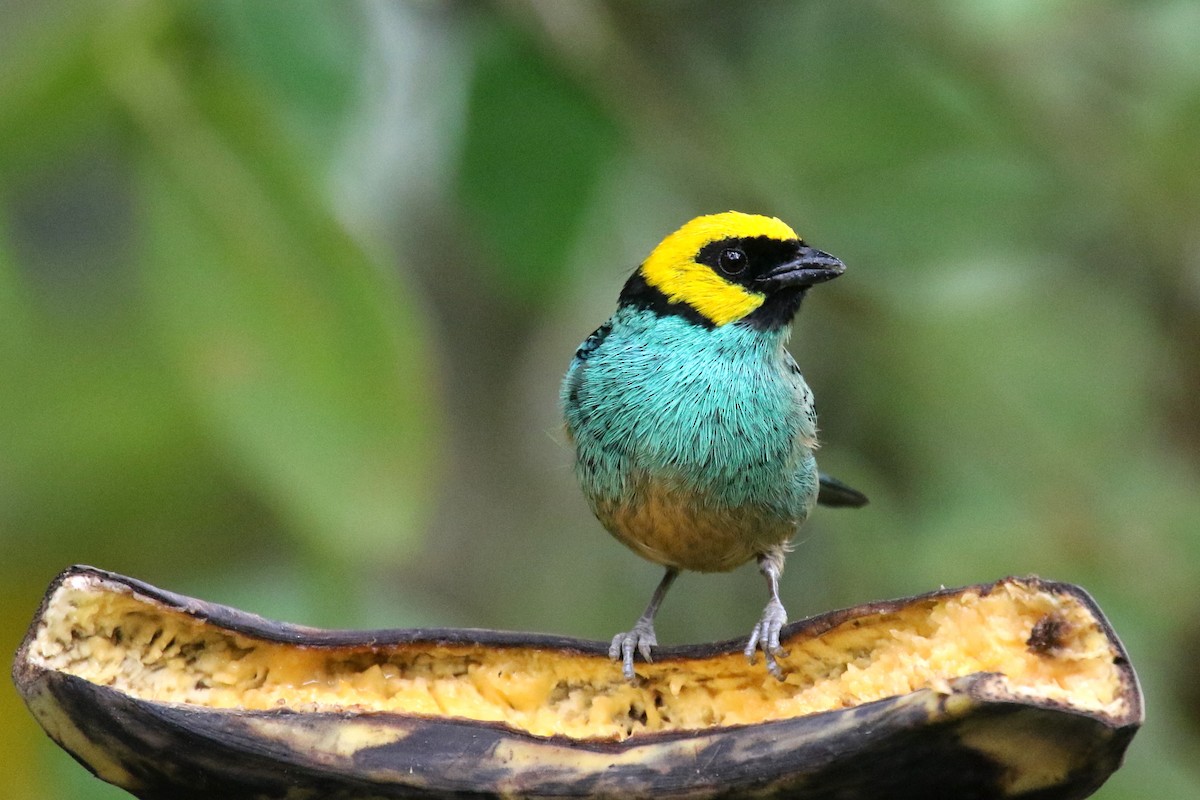 Tangara Coronigualda - ML159142461