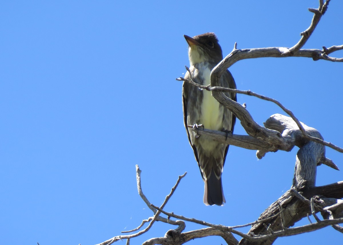 Olive-sided Flycatcher - ML159143461