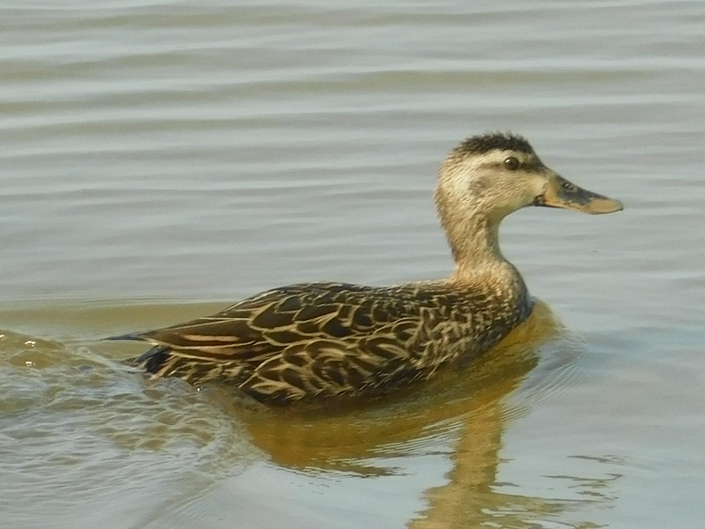 Mottled Duck - Ezekiel Dobson