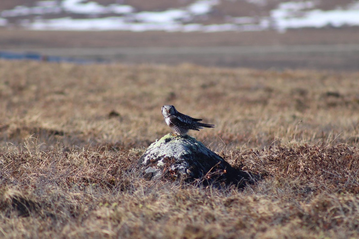 Northern Hawk Owl - ML159146661