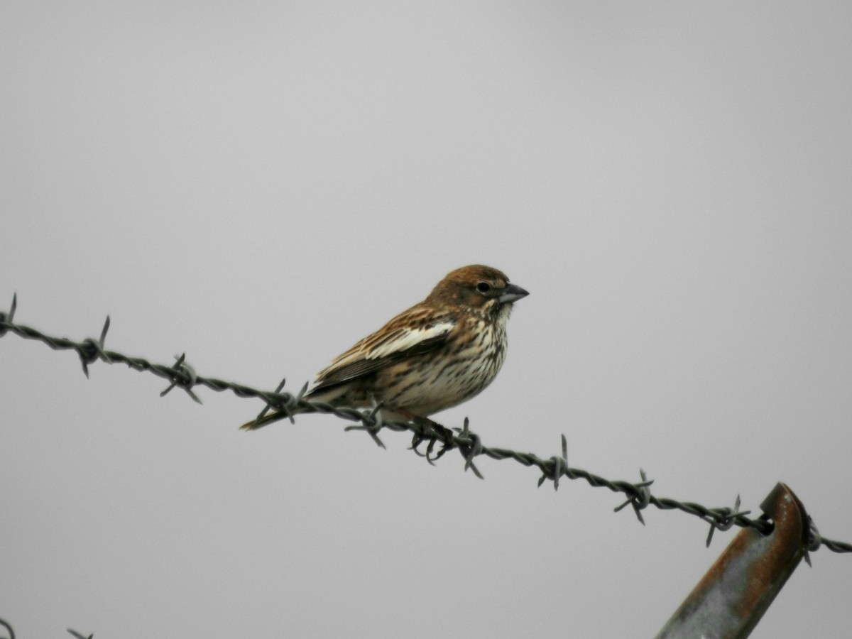 Lark Bunting - ML159147911