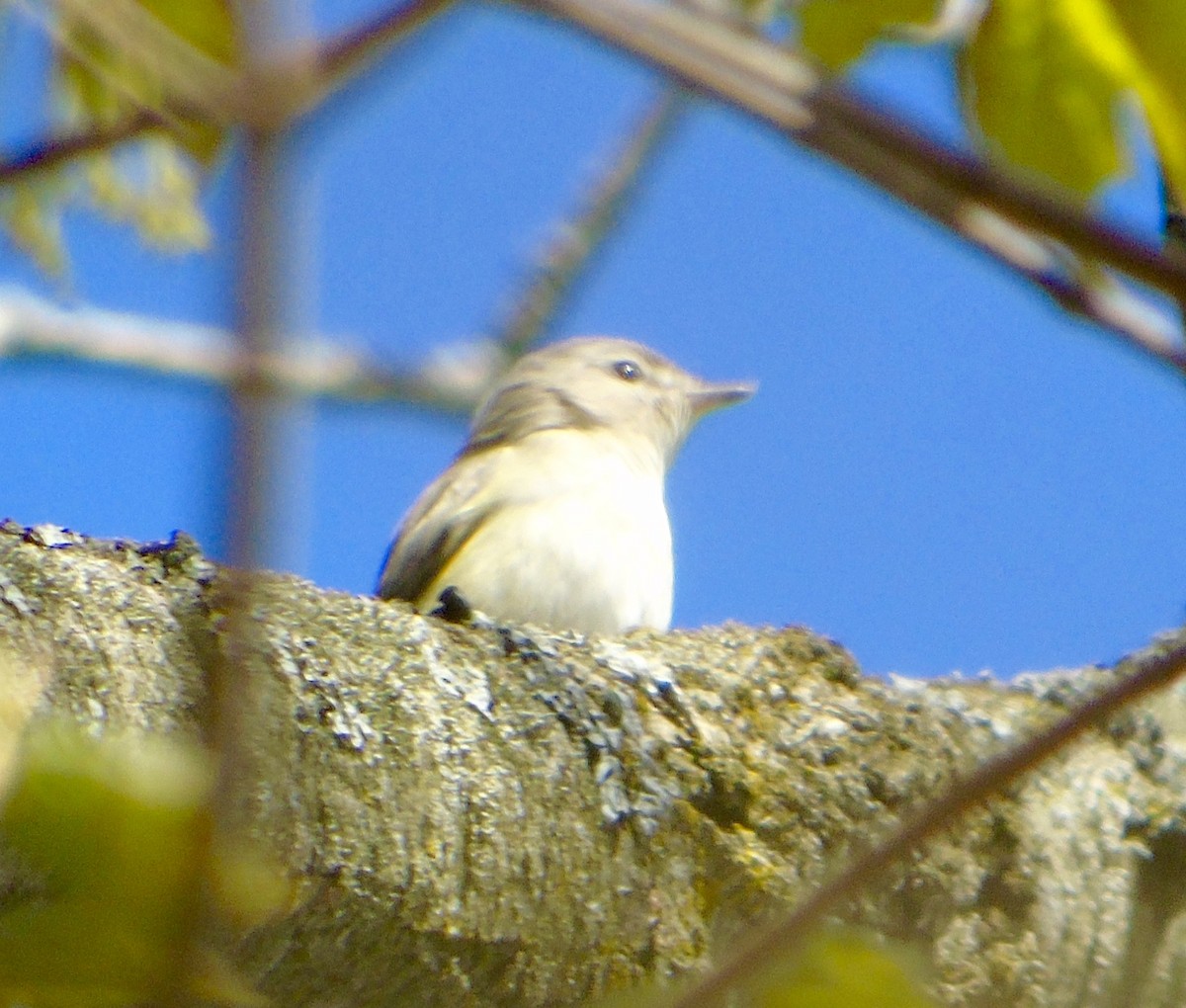 Warbling Vireo - ML159148721