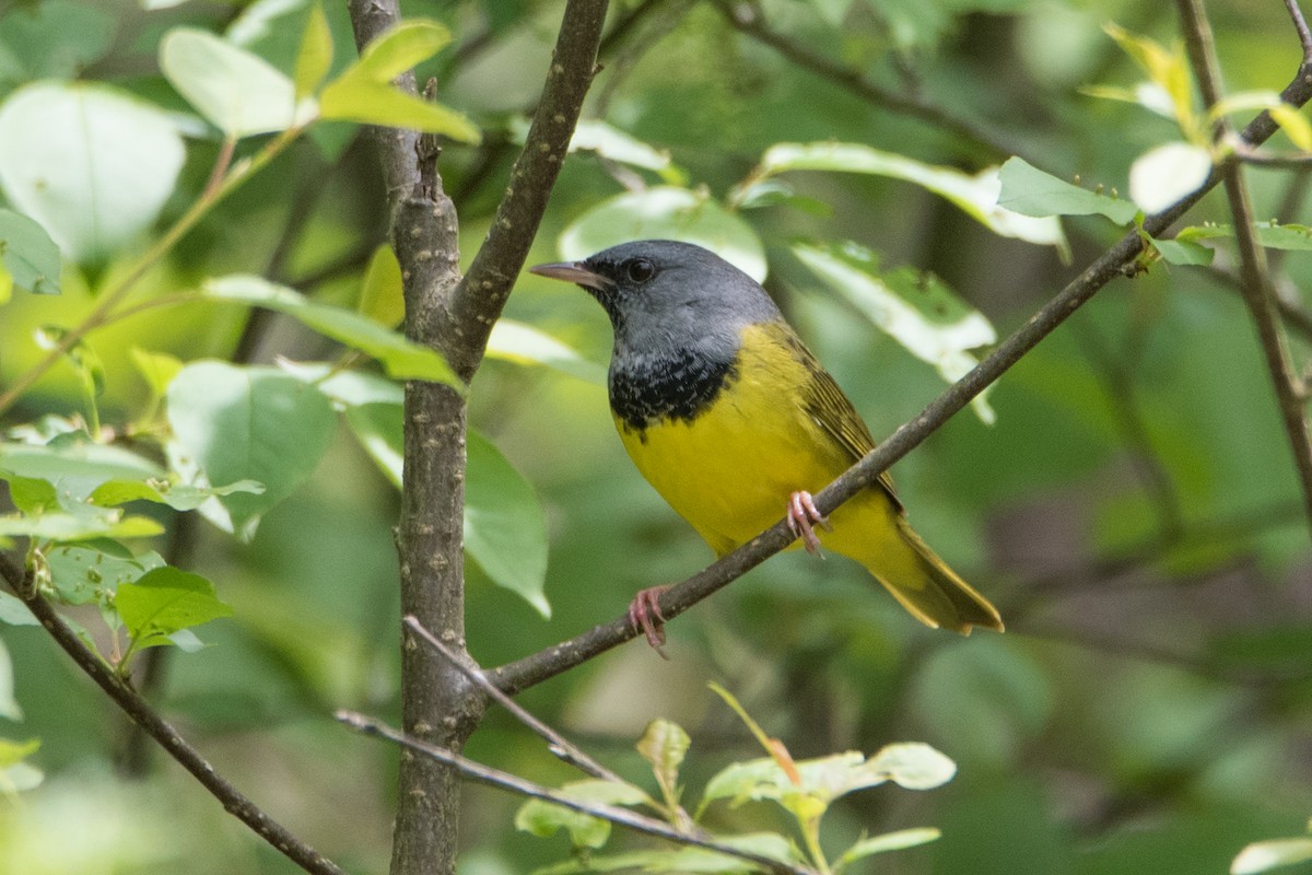 Mourning Warbler - Sue Barth