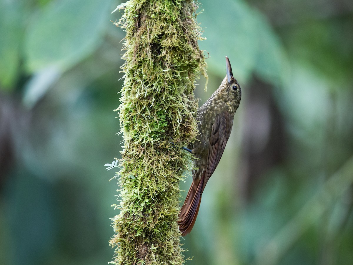 Spotted Woodcreeper (Berlepsch's) - Nick Athanas