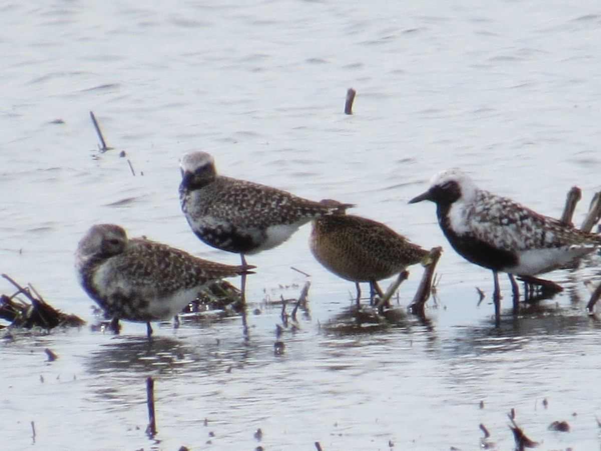 Black-bellied Plover - Jim Frank