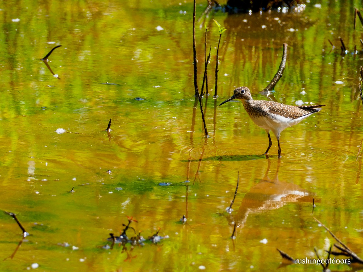 Solitary Sandpiper - Steve Rushing