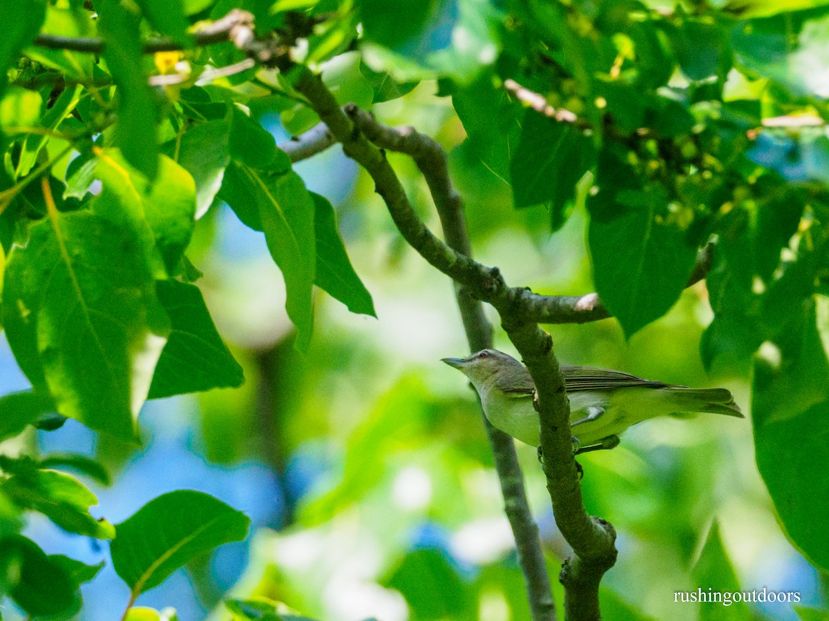 Vireo Ojirrojo - ML159155041