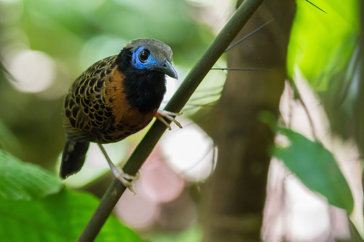 Ocellated Antbird - ML159155741