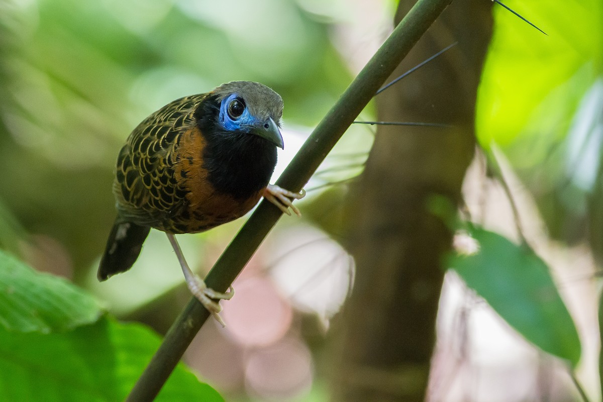 Ocellated Antbird - ML159155811