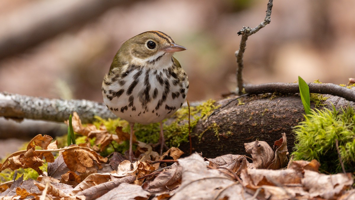 Ovenbird - Stefano Ianiro