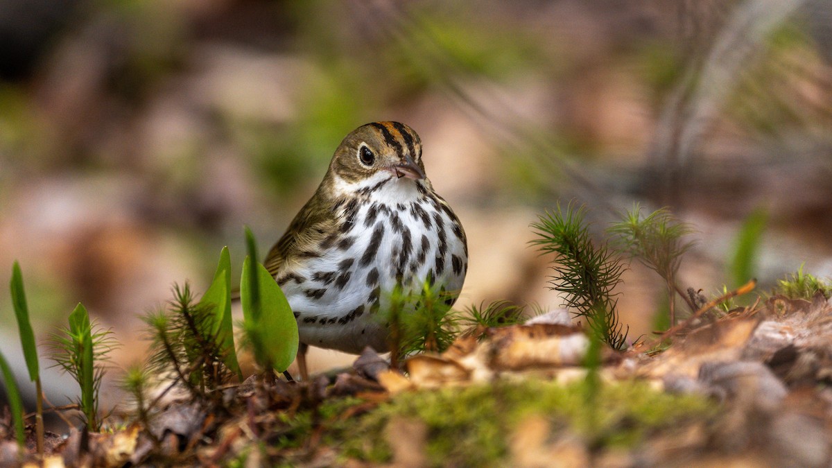 Ovenbird - Stefano Ianiro