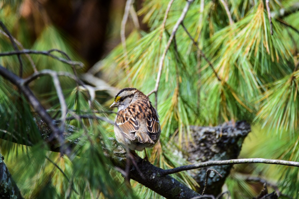 White-throated Sparrow - ML159157701