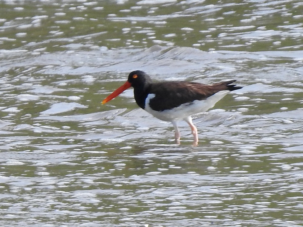 American Oystercatcher - Helen Baines