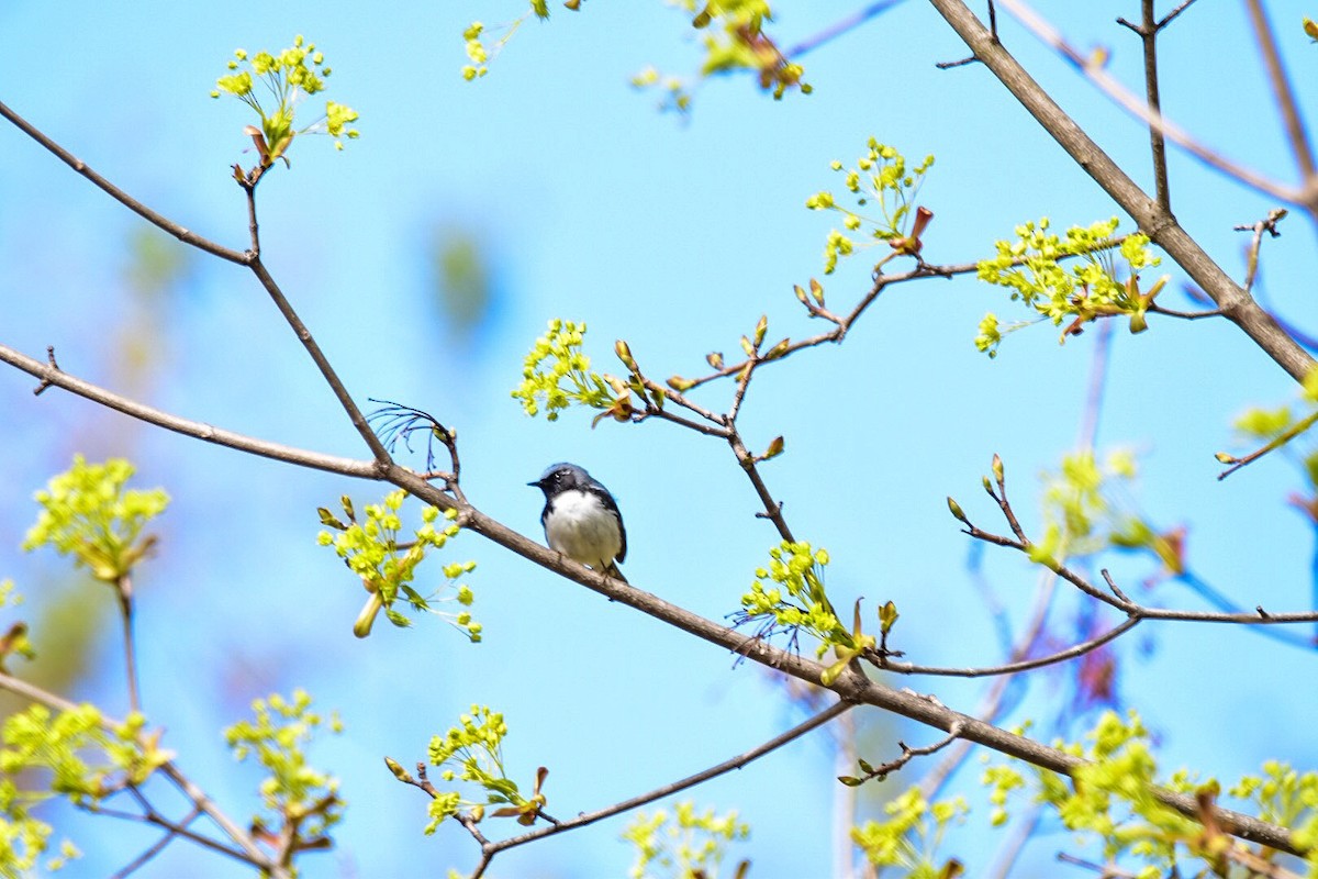 Black-throated Blue Warbler - ML159158131