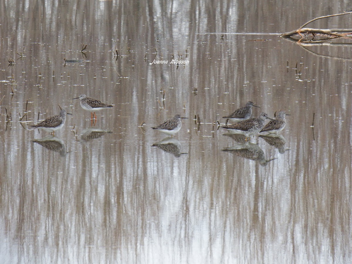 Greater Yellowlegs - Joanne Masson