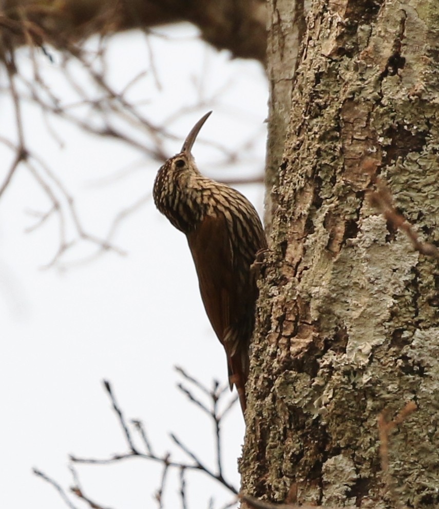 White-striped Woodcreeper - ML159161271