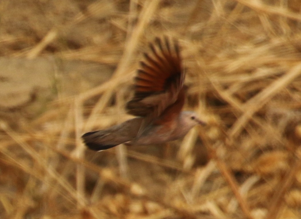 Common Ground Dove - Tom Benson