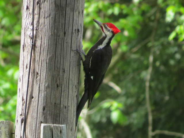 Pileated Woodpecker - Denise Jernigan