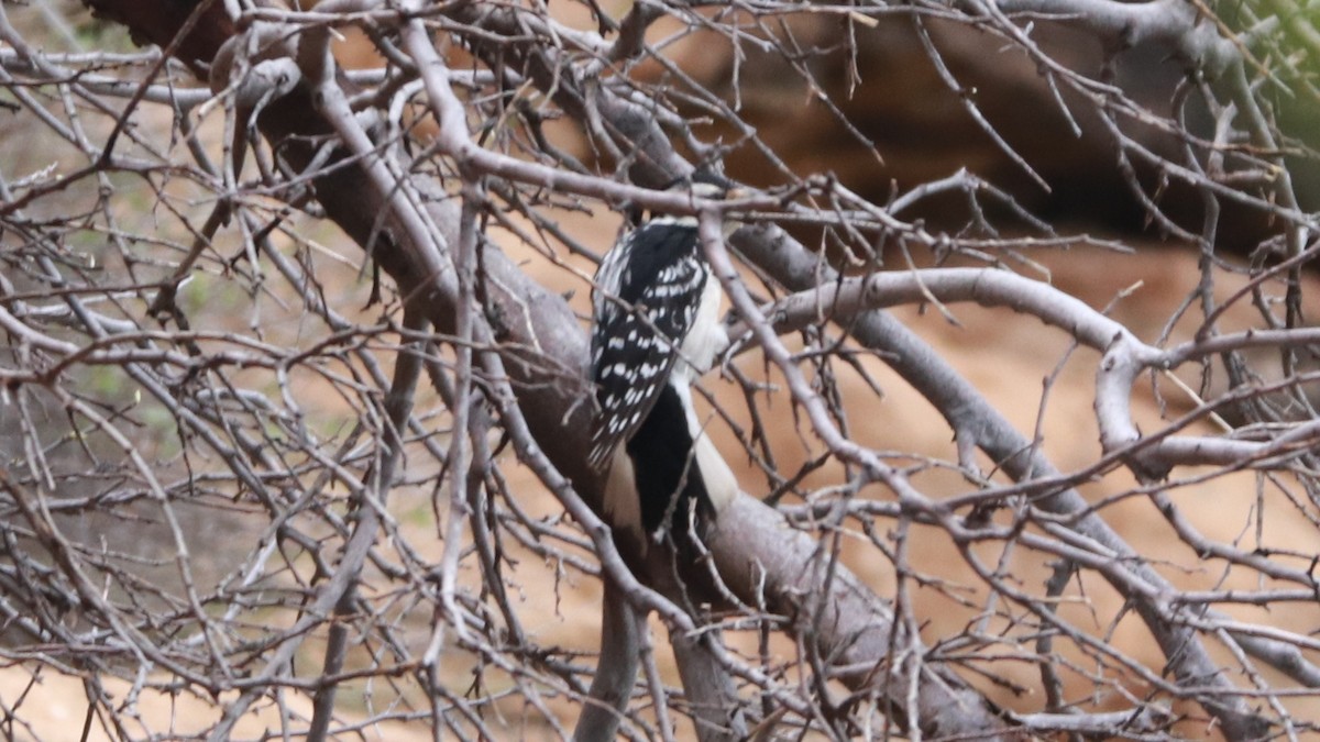 Hairy Woodpecker (Eastern) - Bez Bezuidenhout