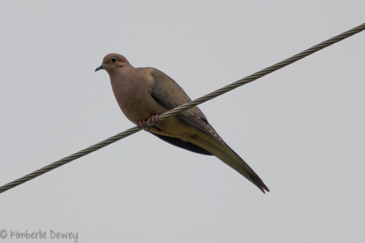 Mourning Dove - ML159164221