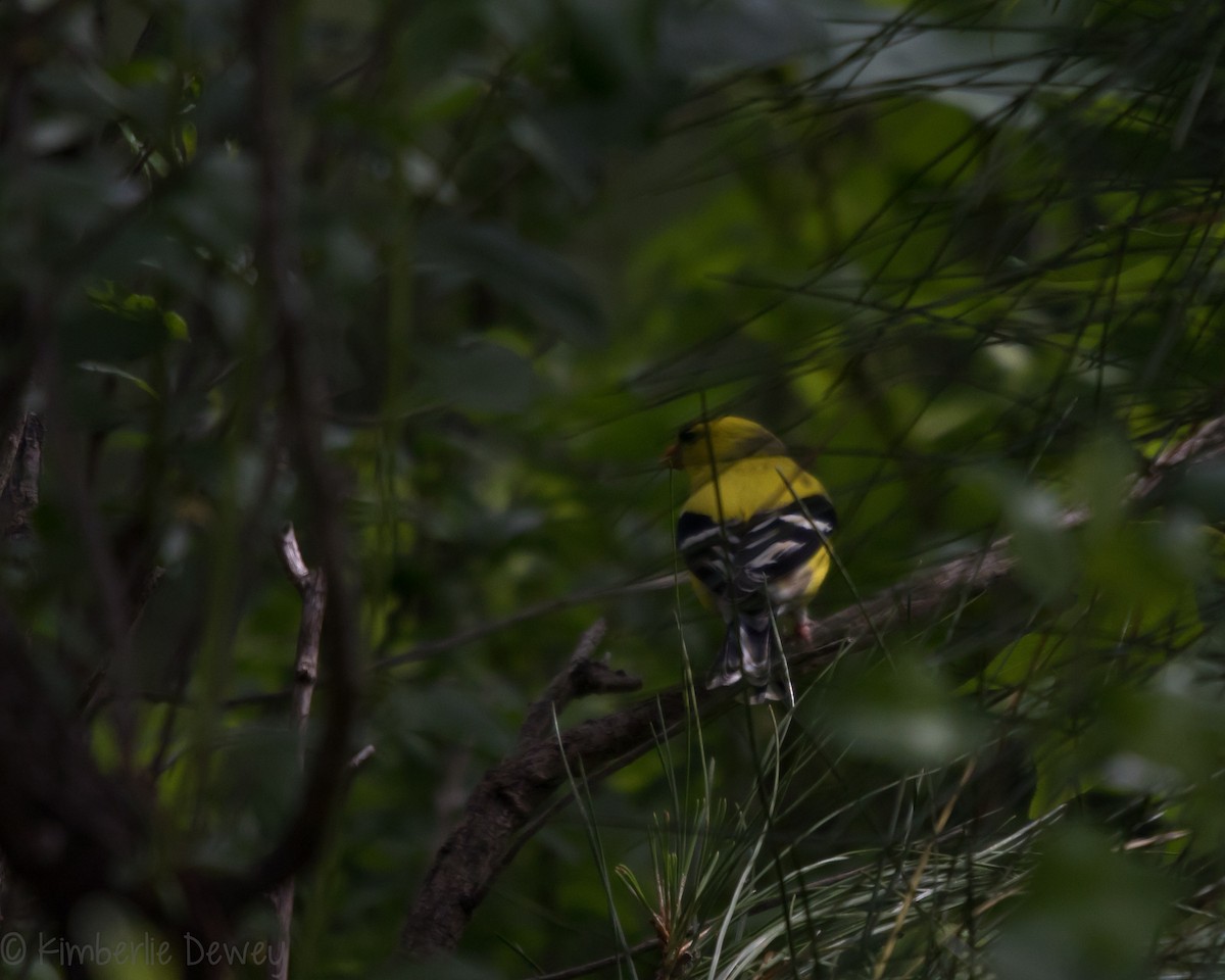 American Goldfinch - ML159164281