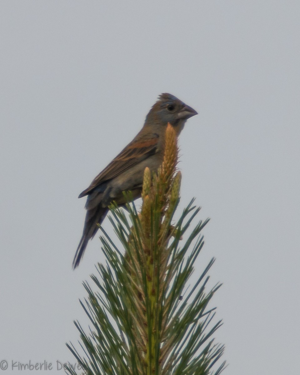 Blue Grosbeak - ML159164301