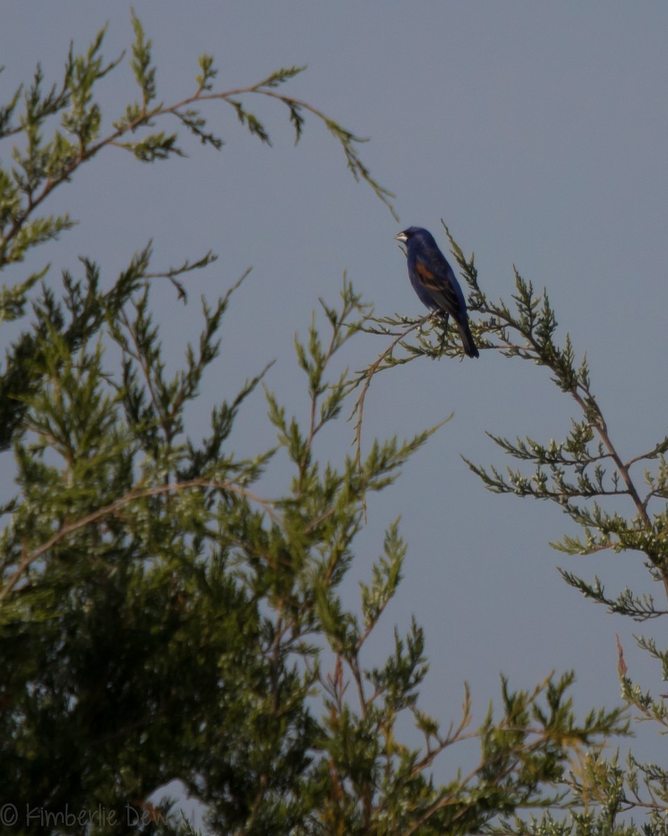 Blue Grosbeak - ML159164361