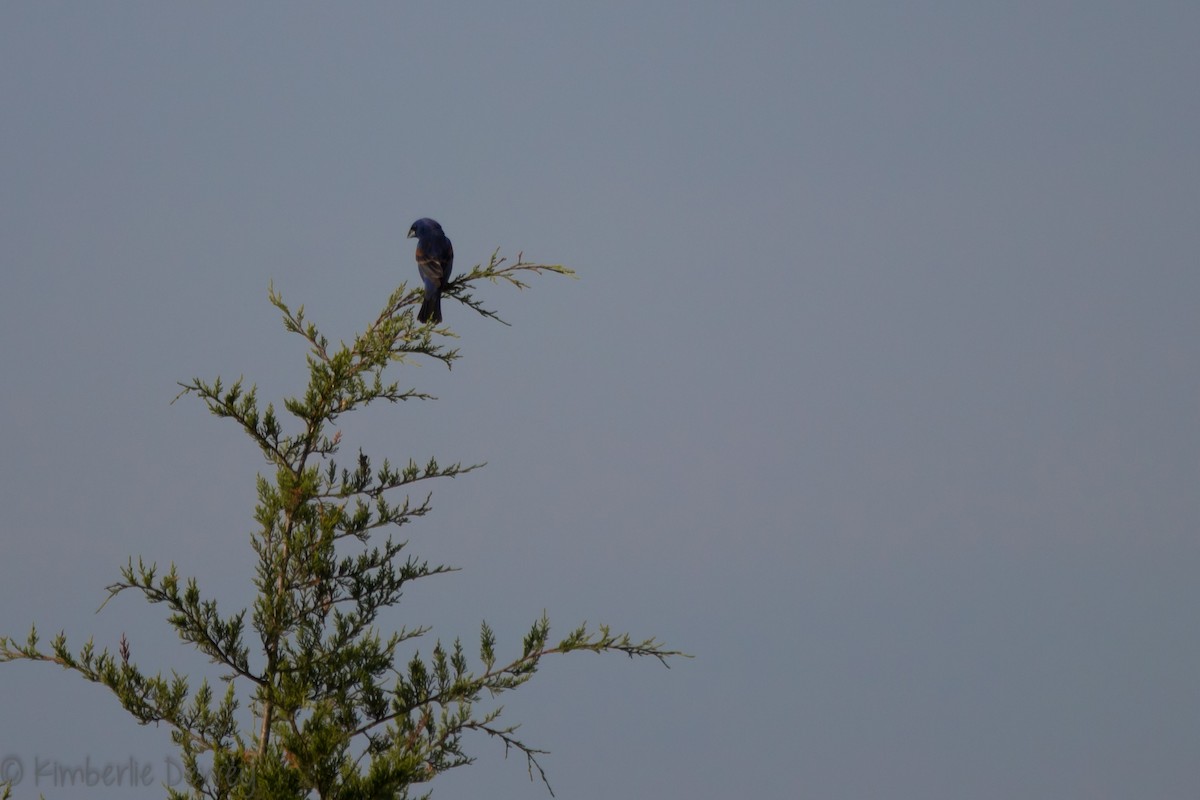 Blue Grosbeak - ML159164371