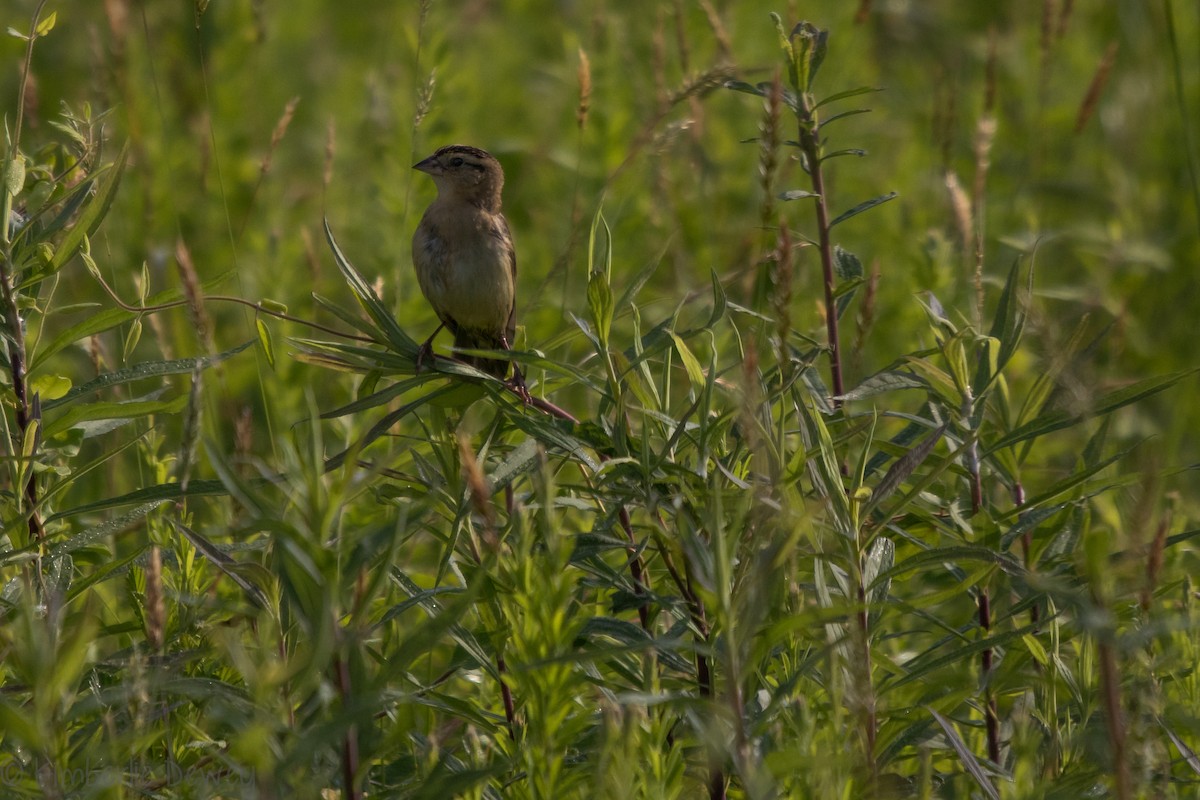 Blue Grosbeak - ML159164391