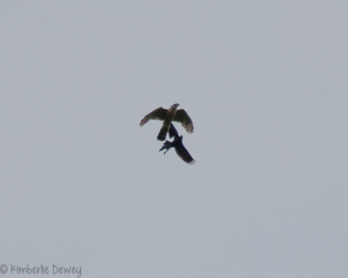 Cooper's Hawk - ML159164431