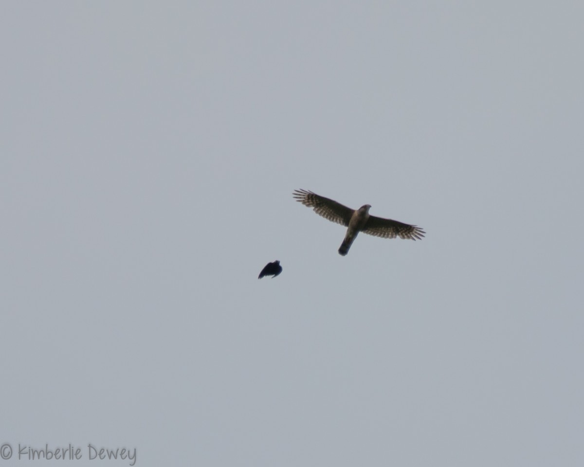 Cooper's Hawk - ML159164441